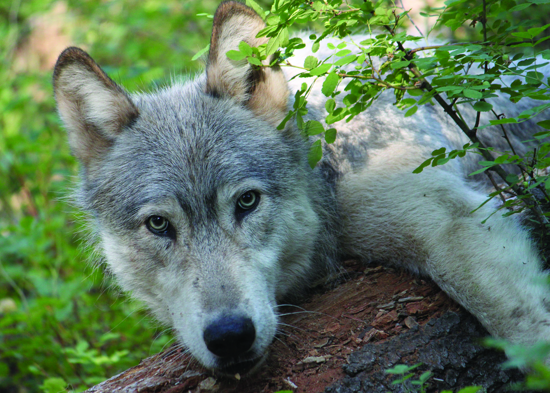 Wenaha Male Wolf