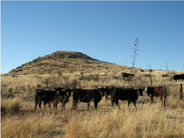 Cattle Grazing in Arizona